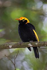 Regent Bowerbird